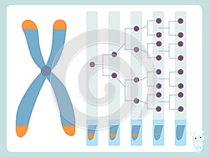 Telomere, cell division diagram. Reduction of telomeres after cell division scheme photo